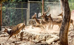 Antalya Doğal Ömür Parkı, yeni yavrularla coşkulu bir bahar yaşıyor
