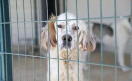 Aydın Büyükşehir Belediyesi, sokakta yaşayan can dostların her türlü gereksinimini karşılıyor