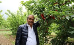 Kiraz hasat şenliğine gençler güç kattı