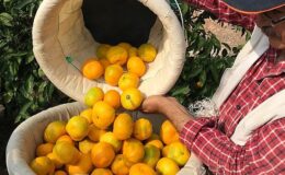 Türk narenciye dalı, Irak’ı yakınlaştırdı ve yüzde 399’luk ihracat artış rekoru kırdı