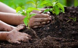 Dünya Etraf Günü’nde TEMA Vakfı’ndan Manalı Bildiri: “Bizim toprağımız, bizim geleceğimiz. Biz doğayı onaracak nesiliz!”