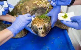 Körfez’deki yaralı Caretta caretta kurtarıldı