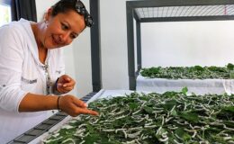 Sapadere İpek Böcekleriyle tekrar canlanıyor