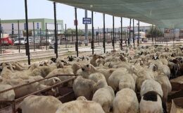 Selçuklu Belediyesi vatandaşların Kurban Bayramı’nı rahat ve huzurlu bir halde geçirmesi için tüm hazırlıkları tamamladı