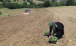 Üreticiler karpuz tohumlarını toprakla buluşturdu